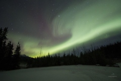 aurora_boreal_na_floresta_boreal-1