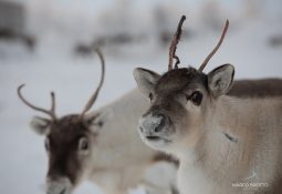 Aurora Boreal Finlândia