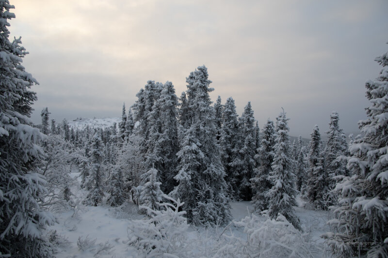 Você conhece a Floresta Boreal?