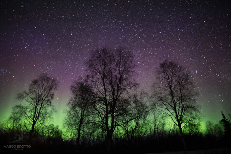 Fairbanks: vida selvagem no Alasca
